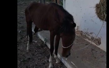 Procura-se cavalo que desapareceu do parque de exposição de Floriano