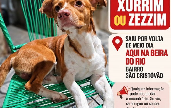 CLASSIFICADOS: Procura-se cachorro de estimação que atende pelo nome de Zurrim ou Zezzim