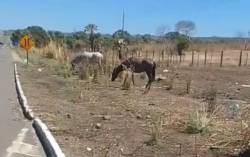 Perigo constante: Flagrante em vídeo mostra animais soltos na rotatória do Paracaty