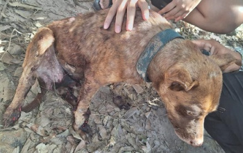 PM prende homem por maus-tratos após cão ser arrastado por veículo em Teresina