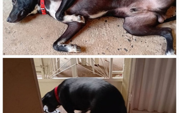 CLASSIFICADOS: Procura-se cachorro desaparecido desde o dia  18/08