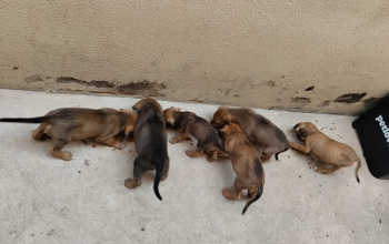 Procura-se pessoas que queiram filhotes de cães para adoção 