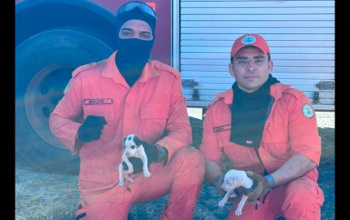 Corpo de Bombeiros combate incêndio e salva animais em Oeiras