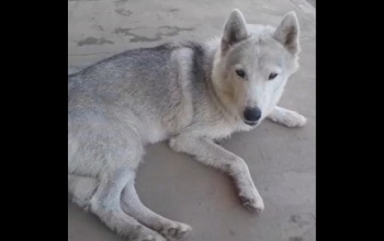 CLASSIFICADOS: Encontrado um cachorro de estimação, perdido no conjunto Conviver 