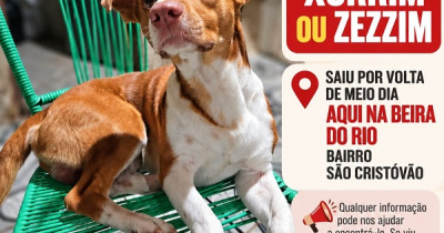 CLASSIFICADOS: Procura-se cachorro de estimação que atende pelo nome de Zurrim ou Zezzim
