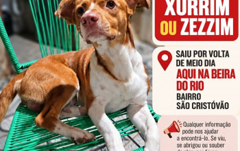 CLASSIFICADOS: Procura-se cachorro de estimação que atende pelo nome de Zurrim ou Zezzim
