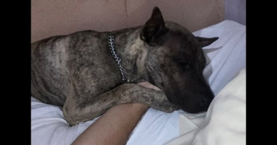 CLASSIICADOS: Procura-se  um cachorro de estimação que atende pelo nome de Tô