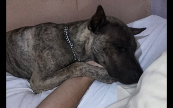 CLASSIICADOS: Procura-se  um cachorro de estimação que atende pelo nome de Tô