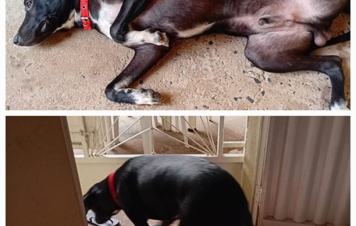 CLASSIFICADOS: Procura-se cachorro desaparecido desde o dia  18/08