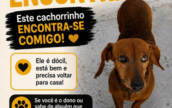 CLASSIFICADOS: Encontrado um cachorro de estimação e procura-se o tutor para devolução
