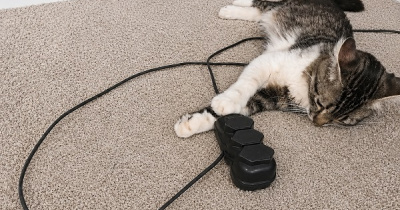 Equatorial Piauí orienta como proteger pets de acidentes com energia elétrica em casa