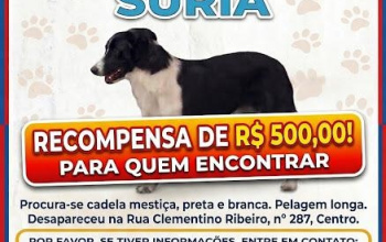 CLASSIFICADOS: Dona de cachorrinha desaparecida oferece R$ 500,00 para quem encontrar
