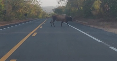 Animais na pista causando perigo na BR entre Floriano e Amarante